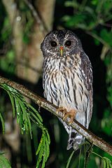 Mottled Owl